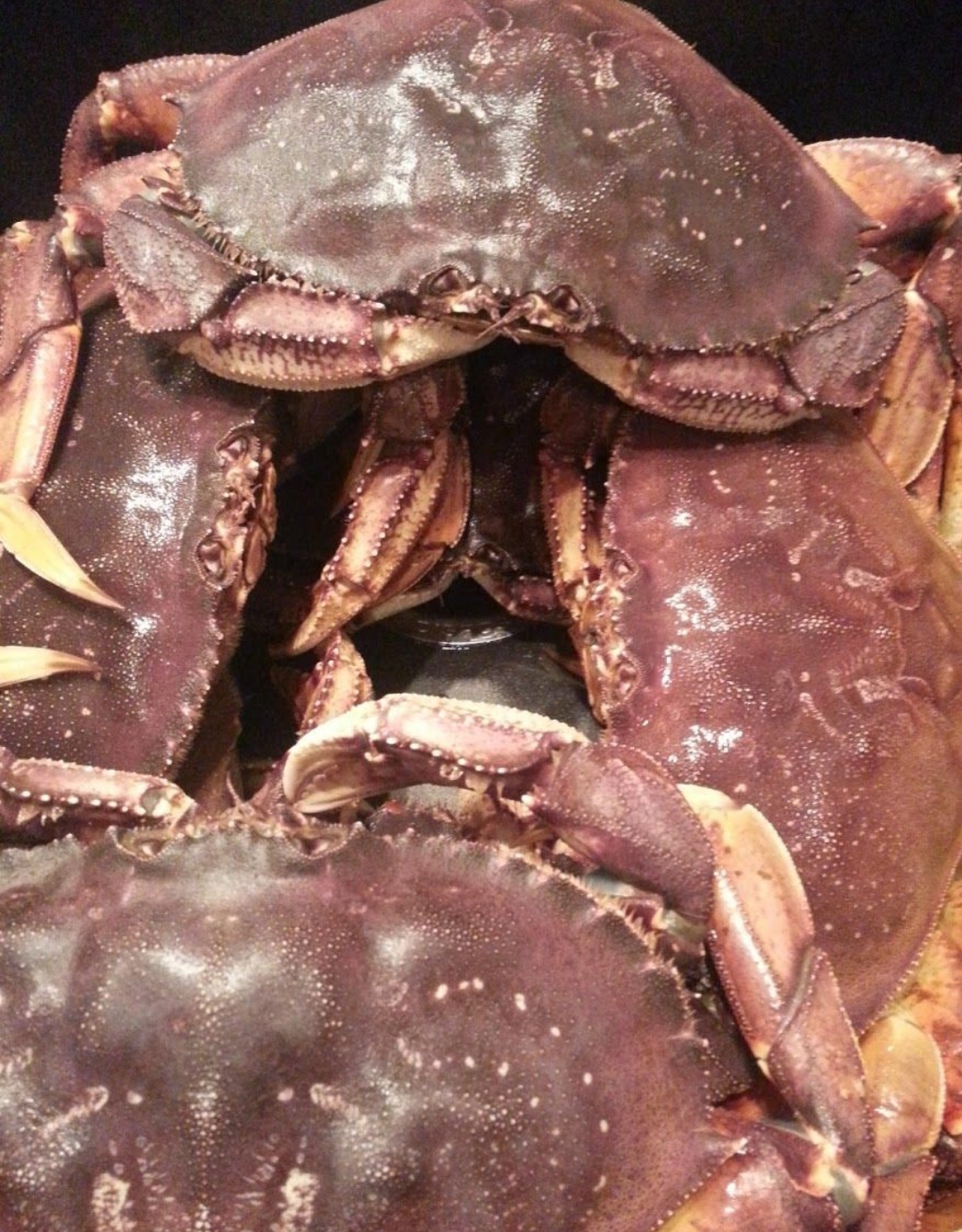 446 Dunguness Crab